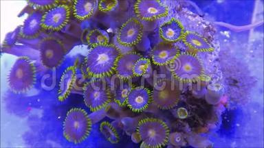 动物软珊瑚
